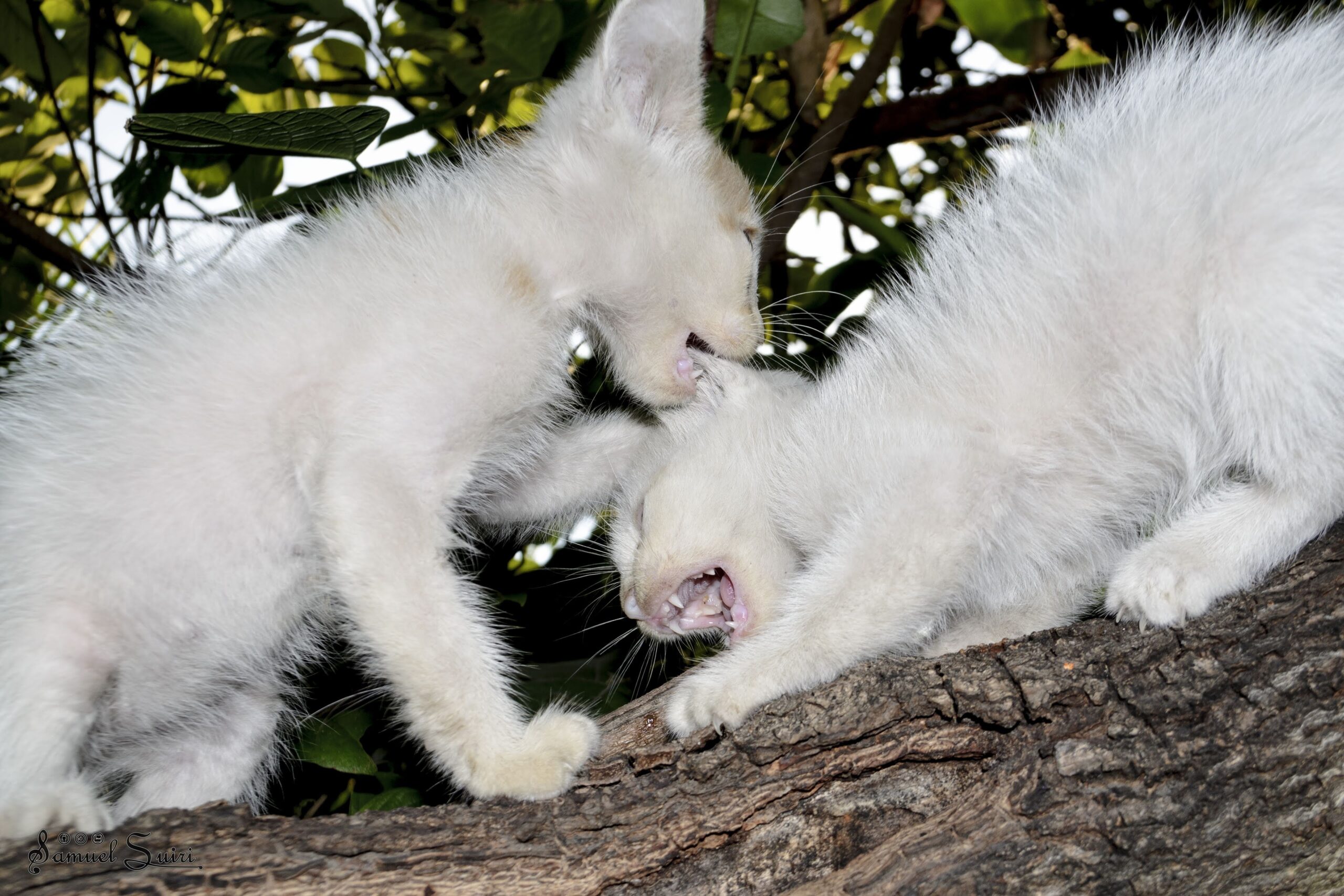 Efemérides: Gatos posando para adopción (álbum de fotografías)